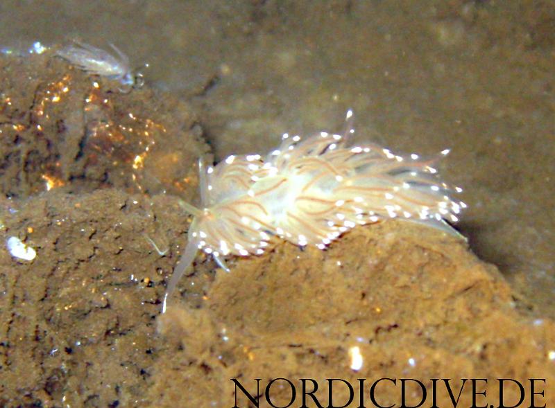 fadenschnecke.jpg